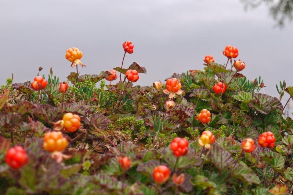 Bergbraambessen in Noorwegen