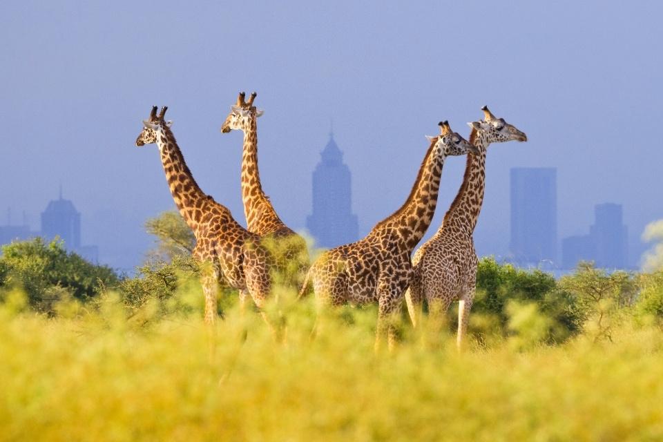 Giraffen in Nairobi National Park, Kenia