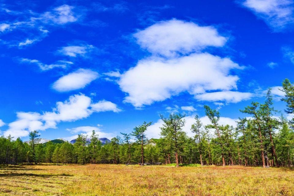 Bossen in de taiga van Centraal-Mongolië