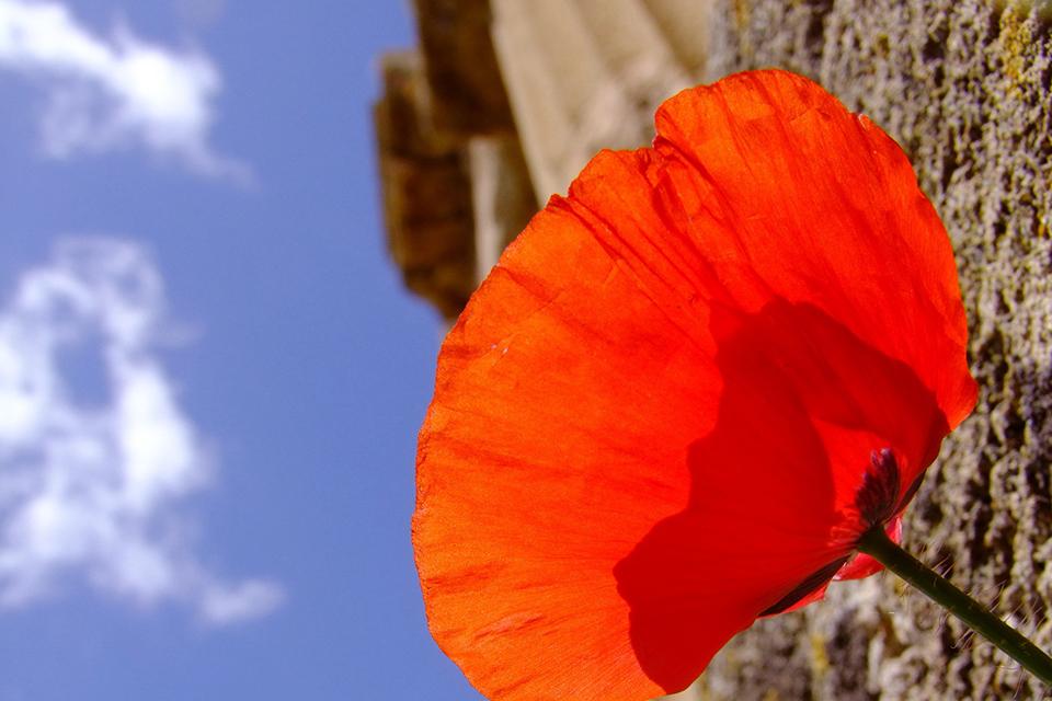 Klaprozen op Sicilië, Italië