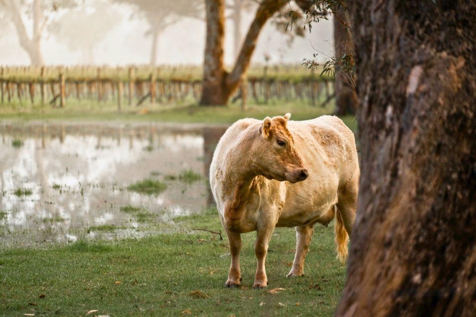 Boerderiij in Coonawarra Australië