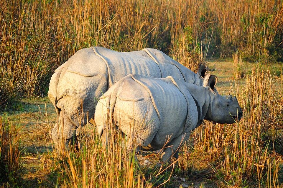 Neushoorn Kaziranga NP