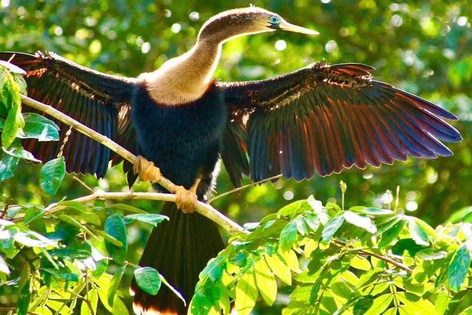 Slangenhalsvogel Costa Rica