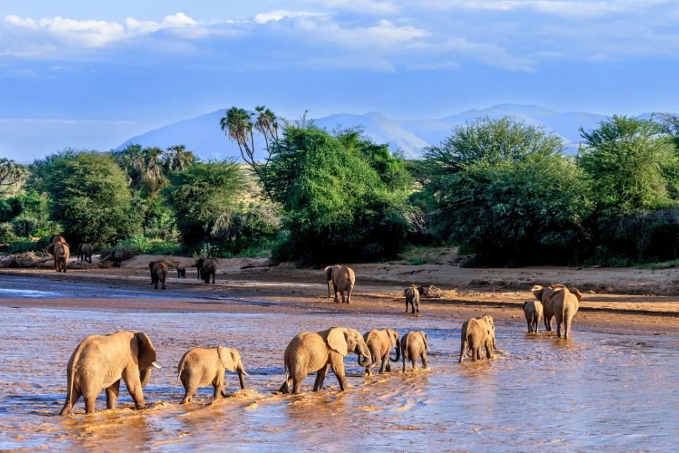Olifanten in Samburu National Park, Kenia