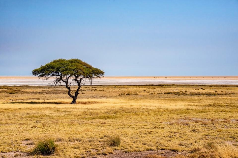 Landschap van de Etosha Pan, Namibië