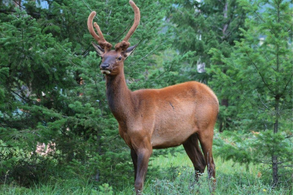 Wapitihert in Yellowhead, Canada