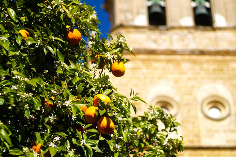 Sinasappelbloesem, Spanje