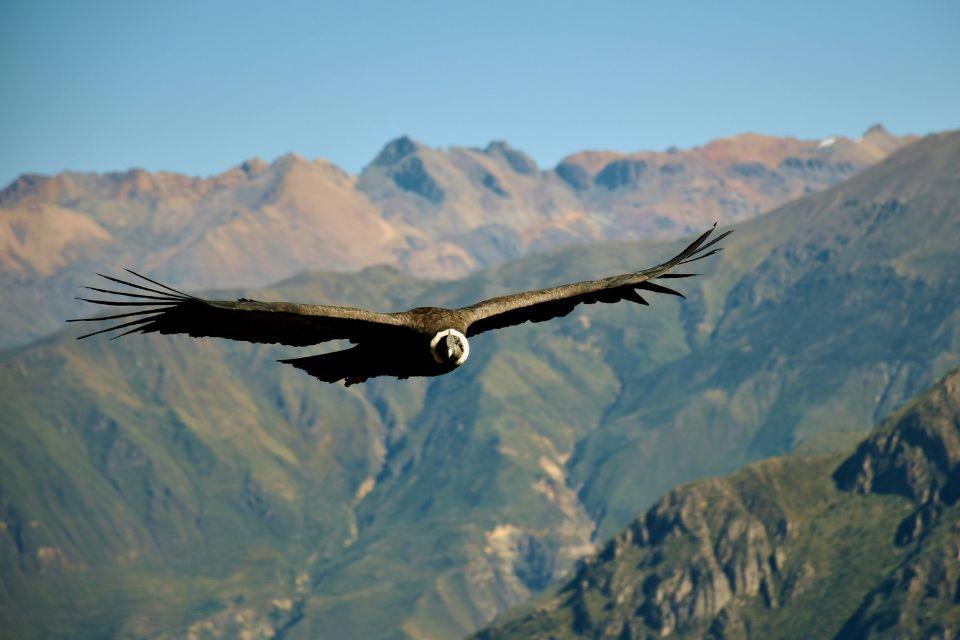 Andescondor in Colca Canyon, Peru