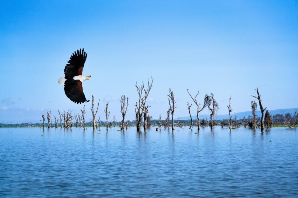 Afrikaanse zeearend bij Lake Navaisha, Kenia
