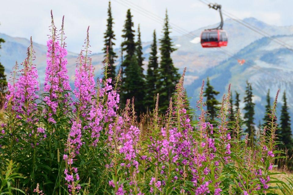 Whistler Canada