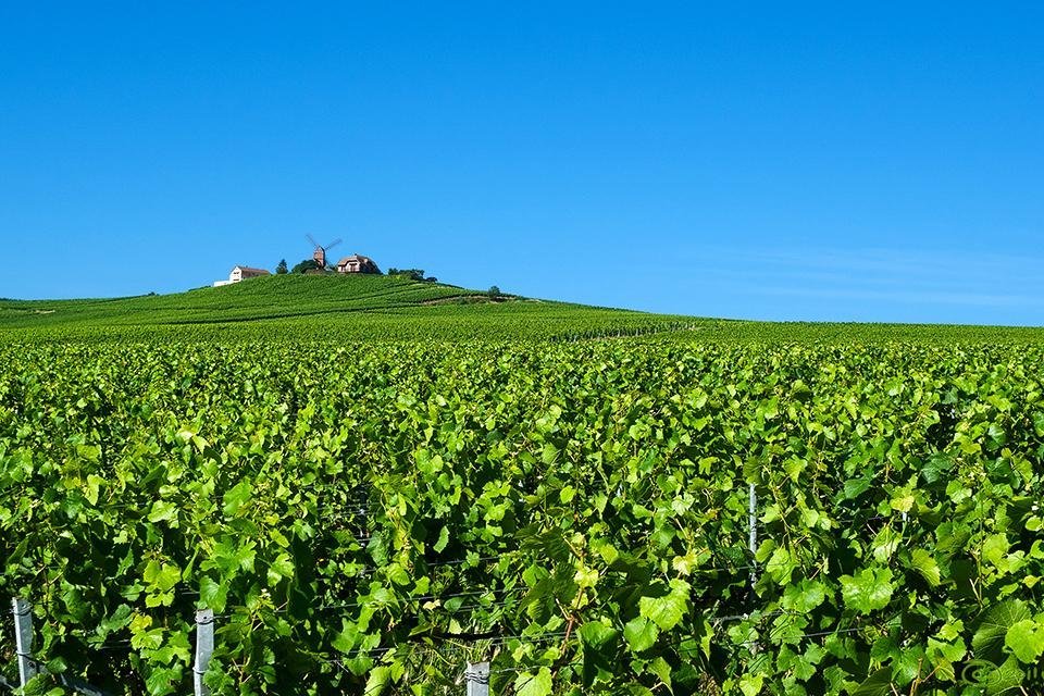 Montagne de Reims, Champagnestreek, Frankrijk