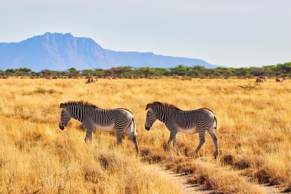 Grevy zebra's in Samburu National Park, Kenia