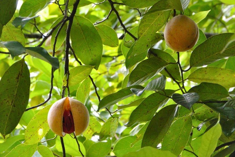 Nootmuskaat in een specerijentuin, Sri Lanka