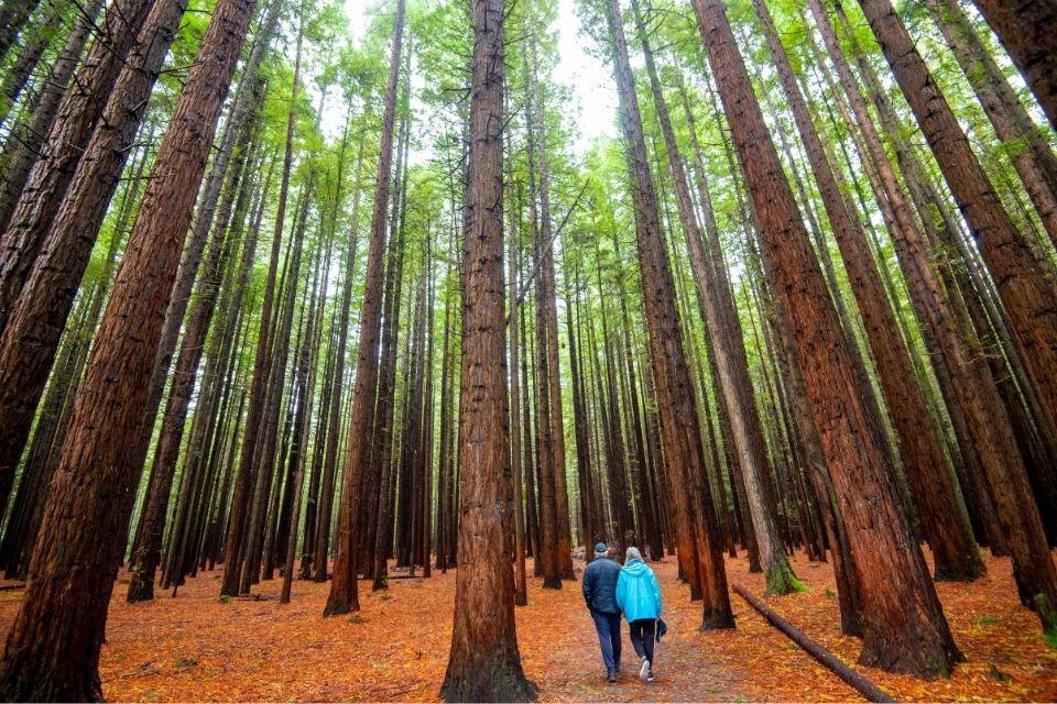 Redwoods Treewalk in Rotorua, Nieuw-Zeeland