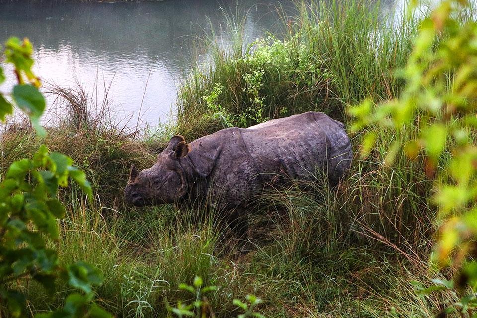 Chitwan National Park Nepal