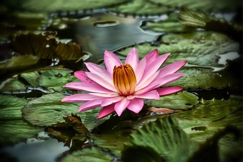 Botanische tuin van Bogor