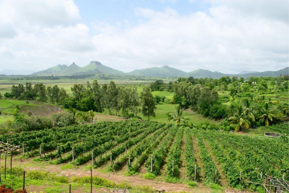 Een wijngaard in Nashik, India