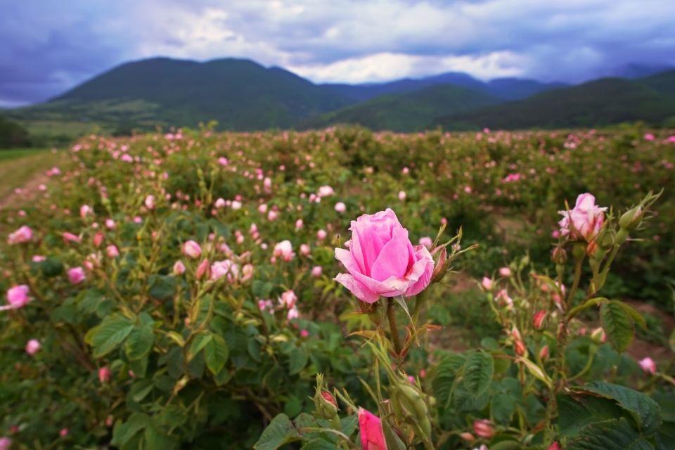 Rozova dolina in Bulgarije