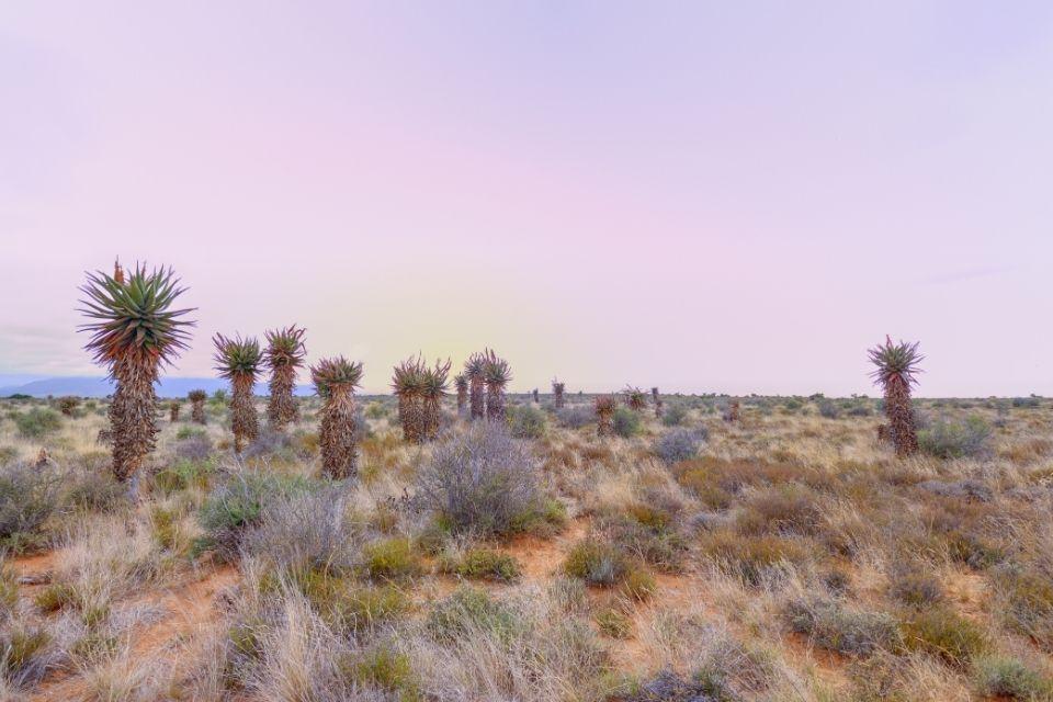Karoo Graaff-Reinet Zuid-Afrika