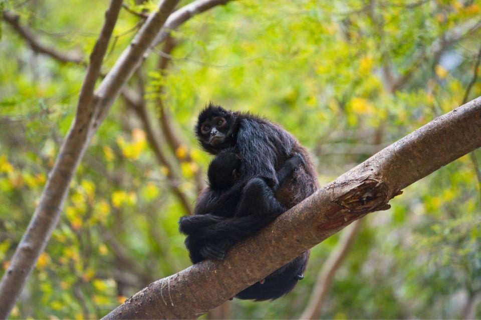 Apen in het Cañon del Sumidero National Park, Mexico