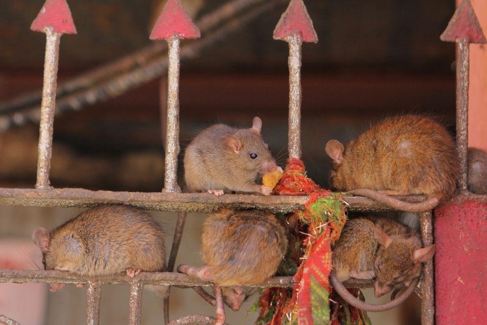 Ratten in de Karni Mata tempel in India