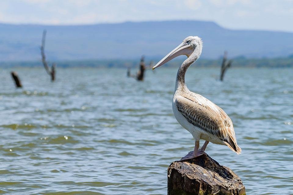 Pelikaan in Lake Naivasha, Kenia