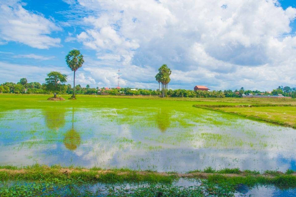 Rijstvelden rond Siem Reap Cambodja