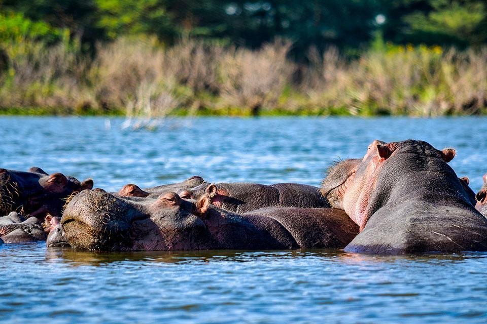 Nijlpaarden in Lake Nakuru, Kenia