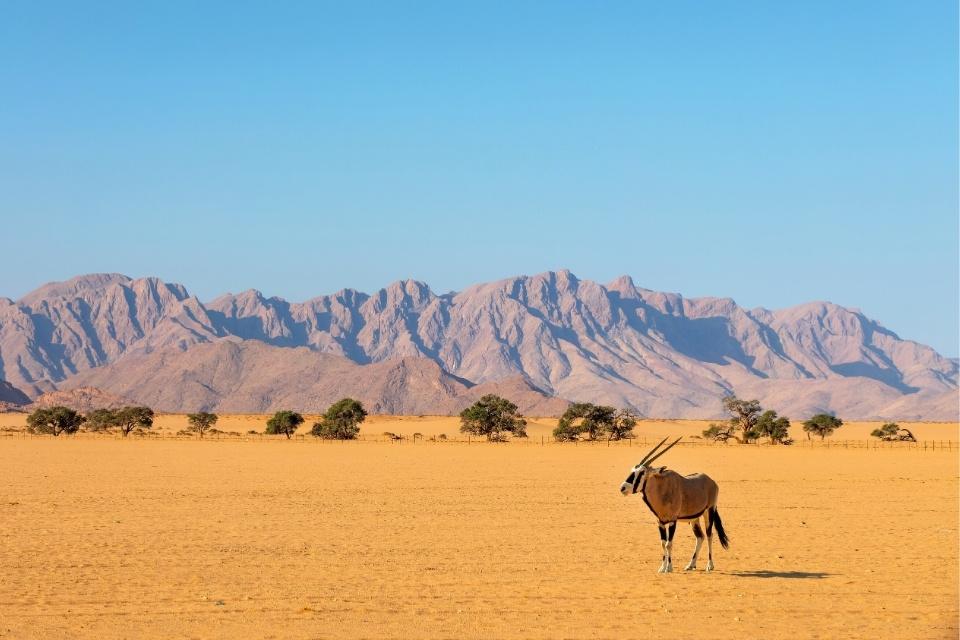 Een oryx in Sesriem, Namibië