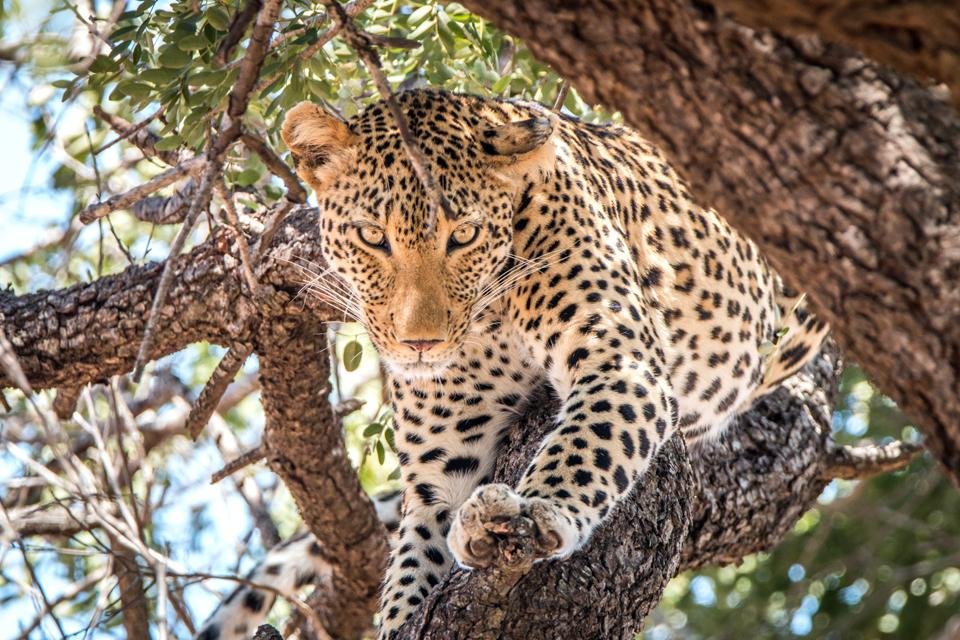 Luipaard in Krugerpark, Zuid-Afrika