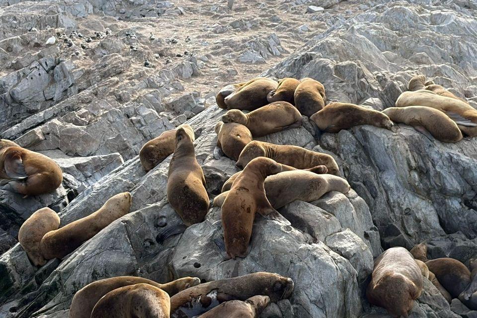 Zeeleeuwen tijdens de boottocht over het Beagle Kanaal