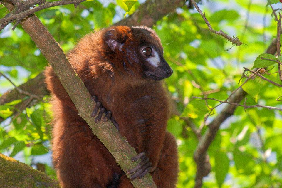 Ranomafana National Park Madagaskar