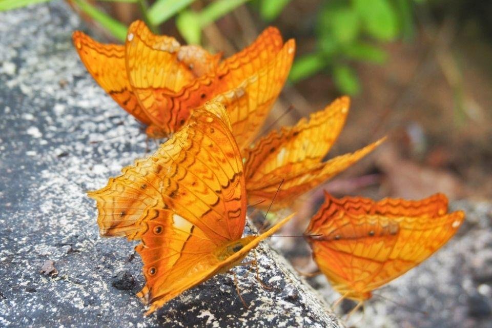 Butterfly farm in de Cameron Highlands, Maleisië