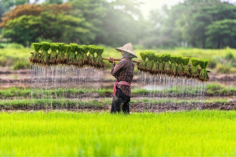 Het plattelandsleven in Cambodja
