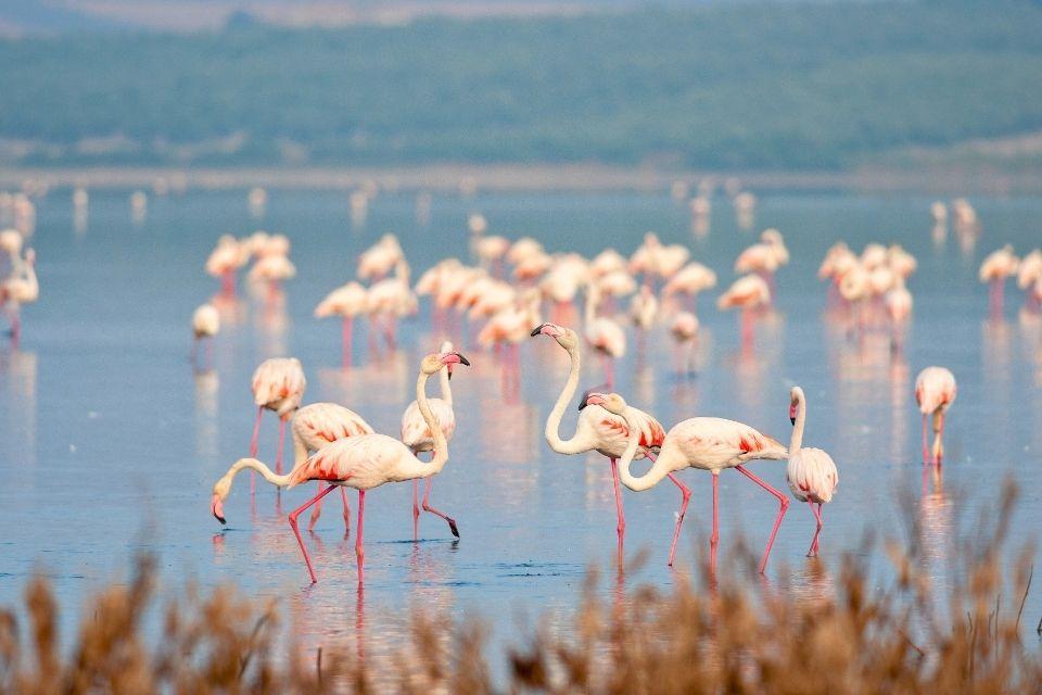 Flamingo's in Fuente de Piedra, Spanje