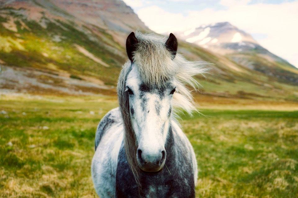 Paard in IJsland
