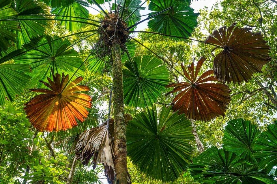 Palmbladeren in het Daintree Rainforest, Australië