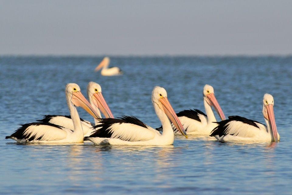 Pelikanen in Coorong National Park Australië