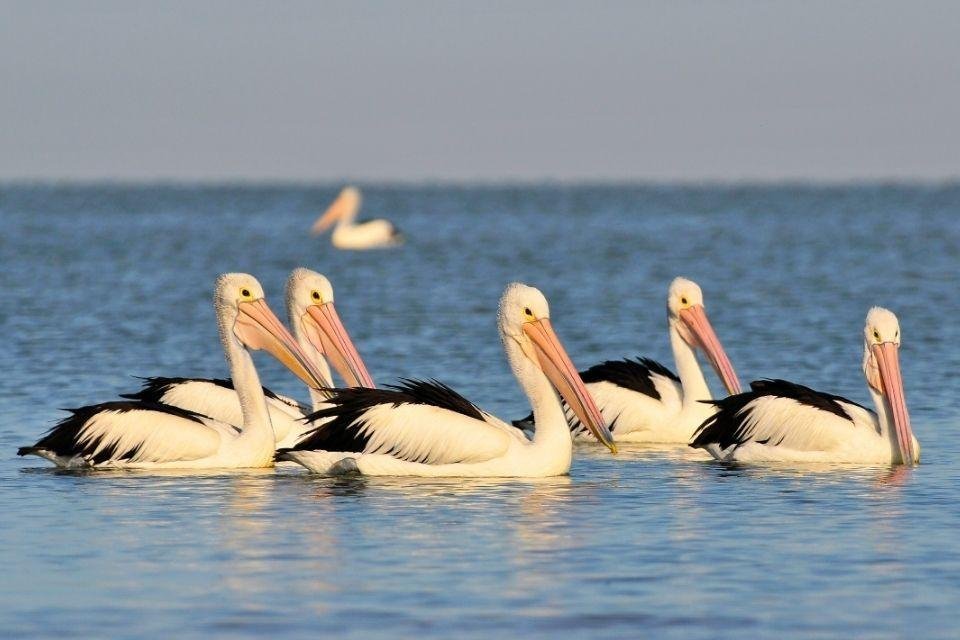 Pelikanen in Coorong National Park Australië