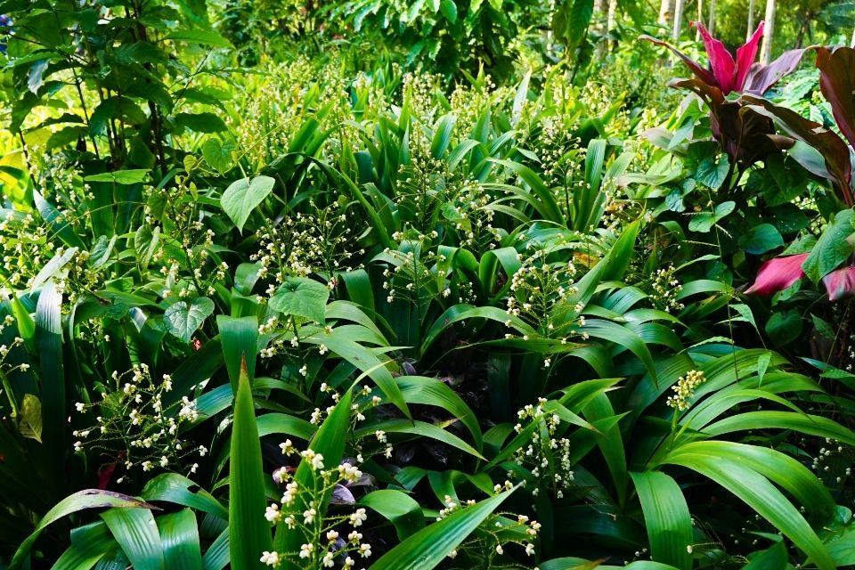 Plantage in Kalibaru