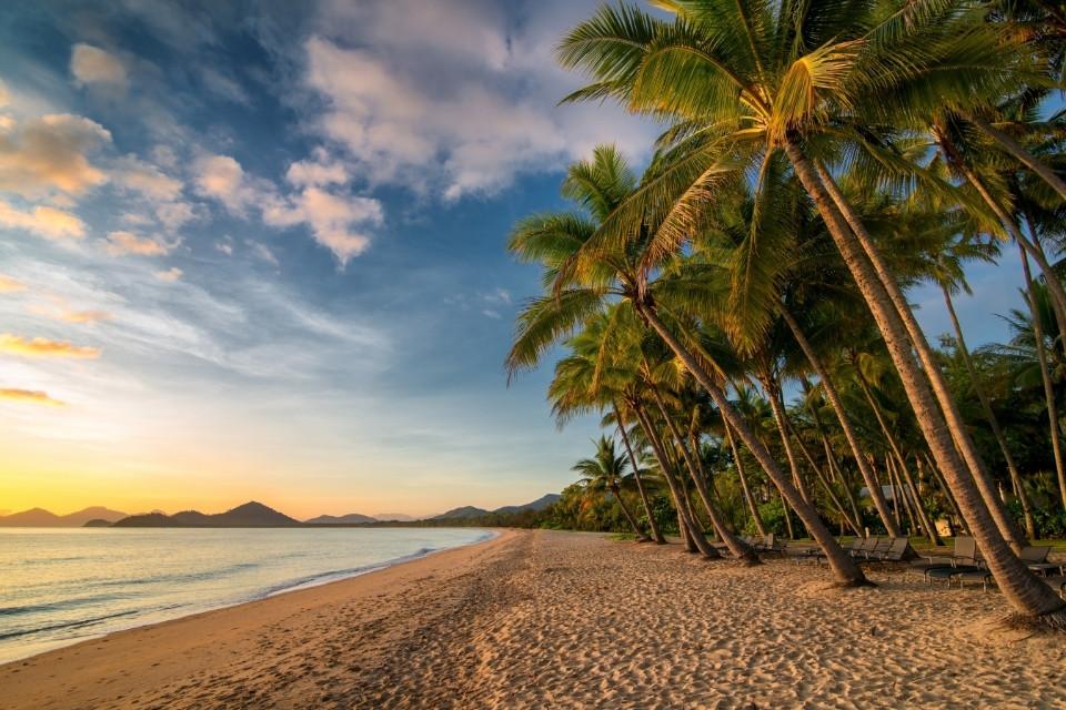 Palmbomen in Palm Cove, Australië