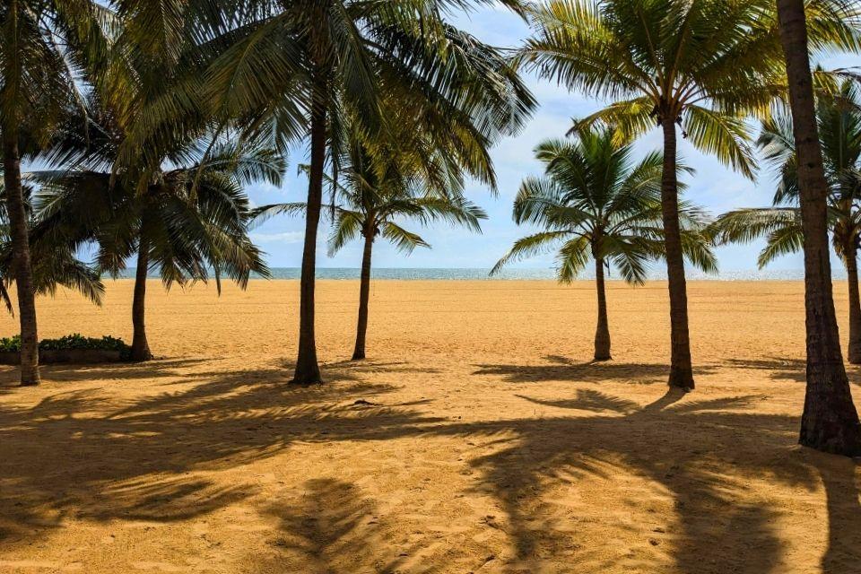 Palmbomen op het strand bij Negombo, Sri Lanka
