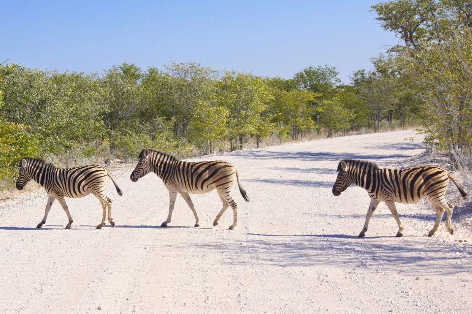 Etosha Namibië