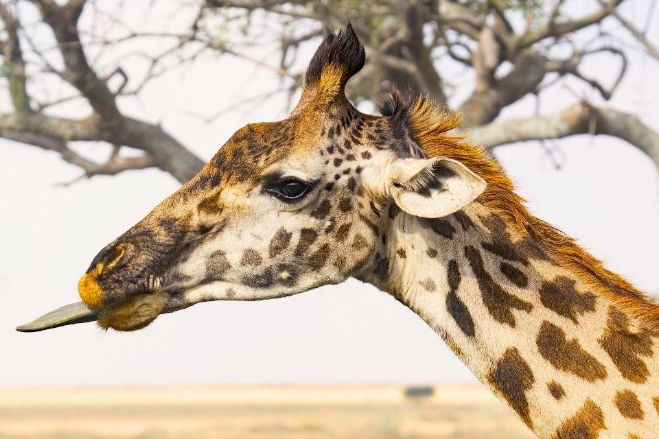 Giraf op de savanne Tanzania