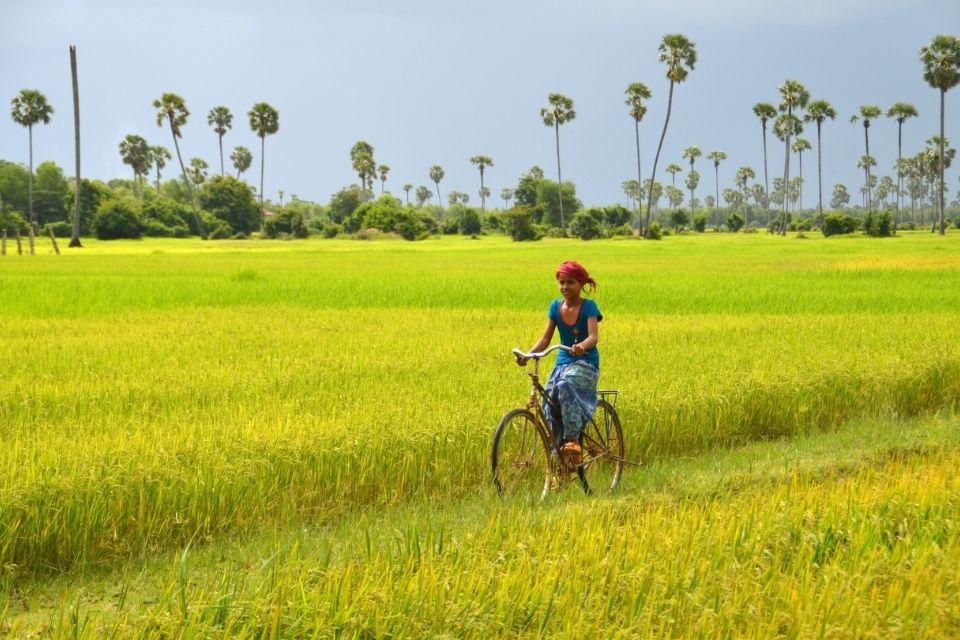Op de fiets tussen de rijstvelden op het Cambodjaanse platteland