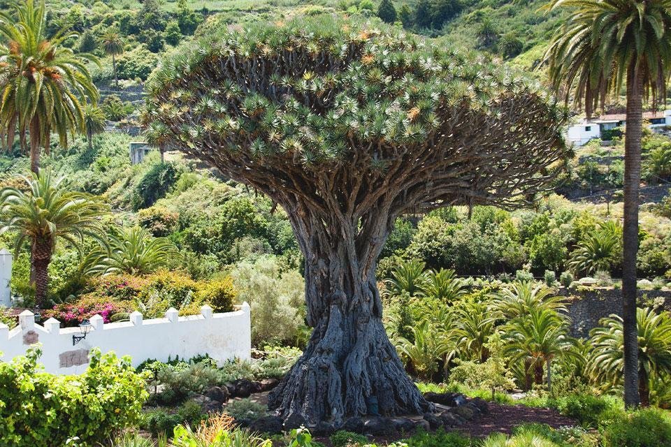 Drakenbloedboom, Tenerife, Spanje