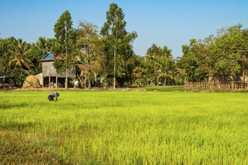 Rijstvelden langs de route naar Siem Reap Cambodja