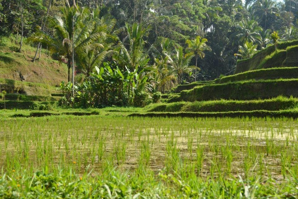 Rijstterrassen in de buurt van Ubud, Bali, Indonesië