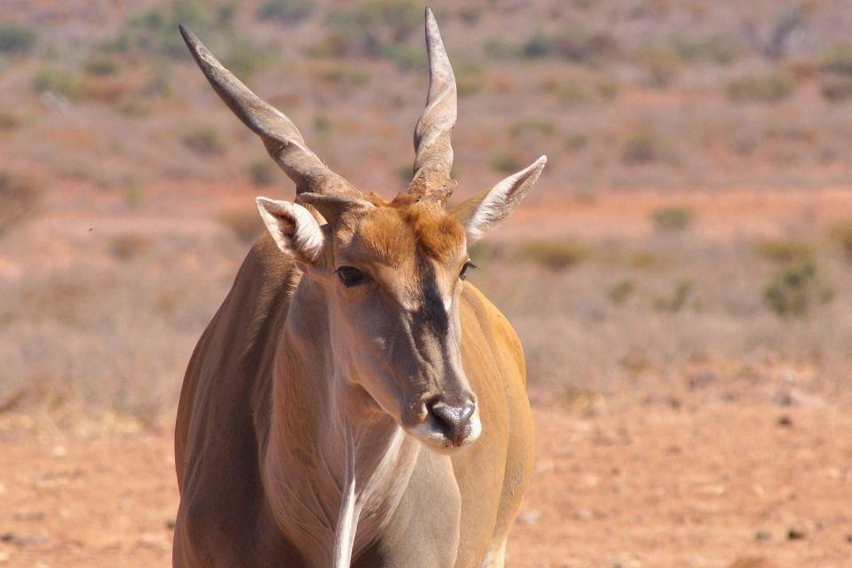 Gemsbok Namibië