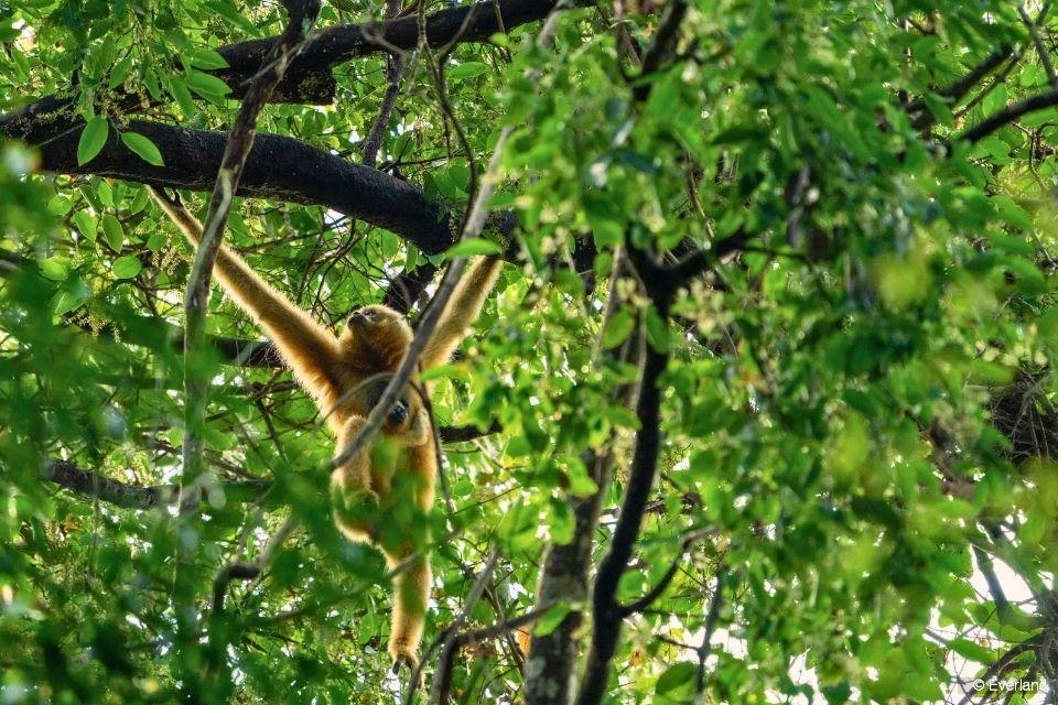 Jahoo Gibbon Camp Cambodja